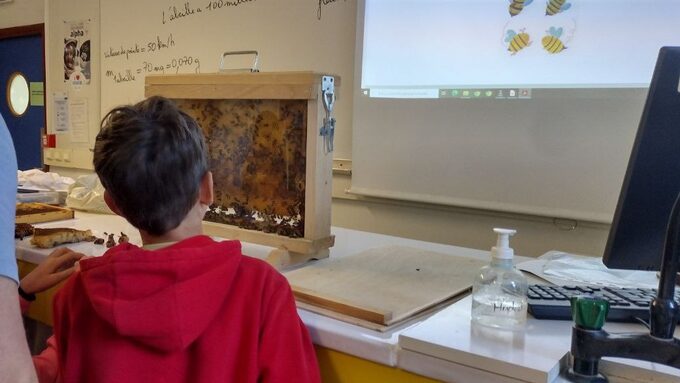 Abeille1.jpg